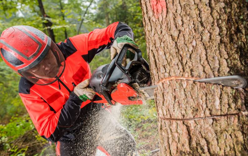 Leave It to the Pros: Why Tree Removal Should Be Handled by Certified Arborists