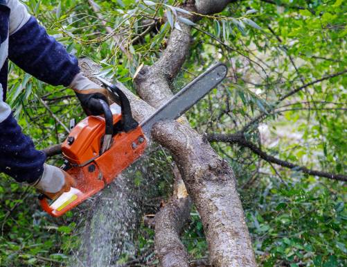Logger Cutting the Tree with a Chainsaw