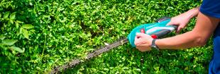 Cut the hedge with the hedge trimmer