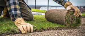 Landscaping Worker Installing Natural Grass Turfs Lawn