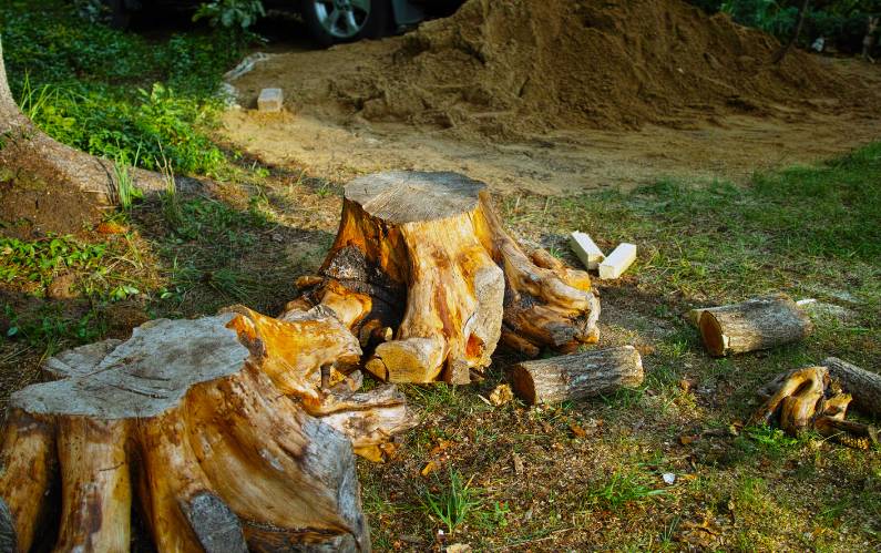 Safety First: Why You Should Never Attempt Stump Removal Yourself