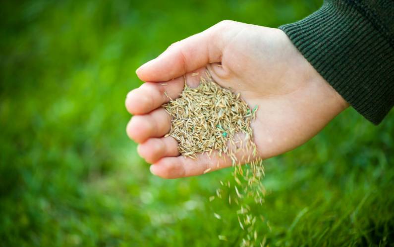 Can You Do Lawn Seeding Yourself? The Challenges of Growing a Yard From Scratch