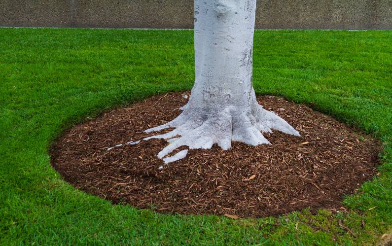 How Mulching Around Trees Promotes Healthy Growth