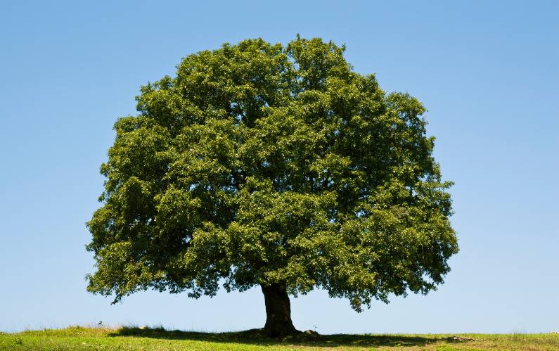 10 Fascinating Facts About Trees You Didn’t Know